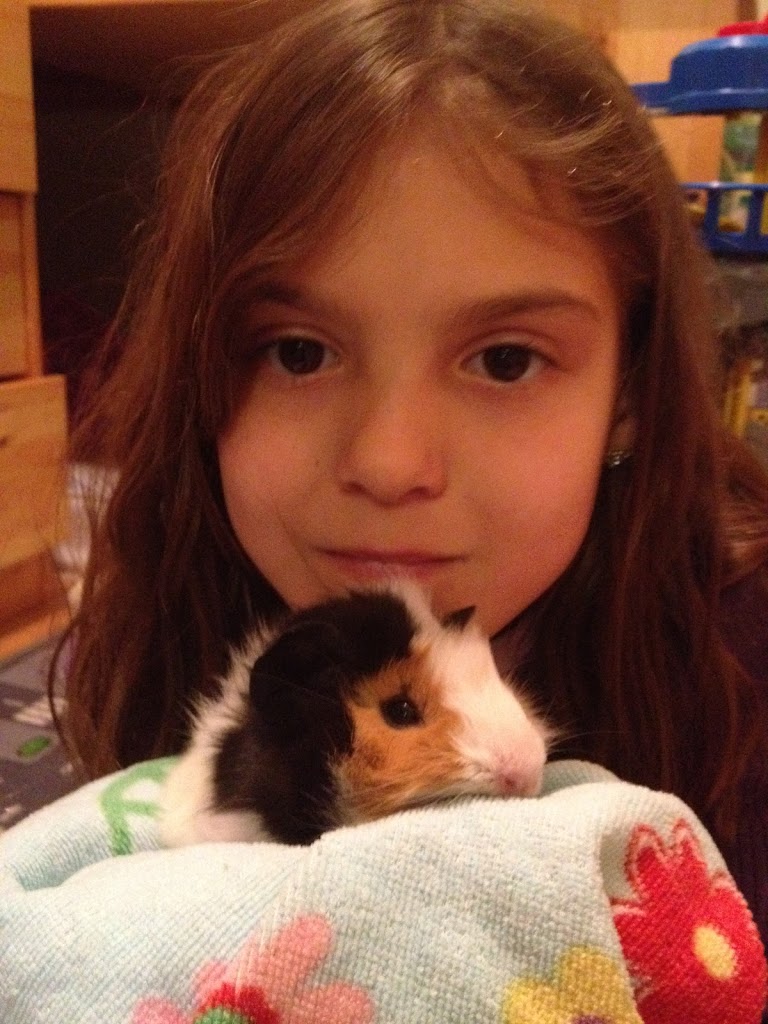 guinea_pigs_small_guinea_pig_with_young_girl