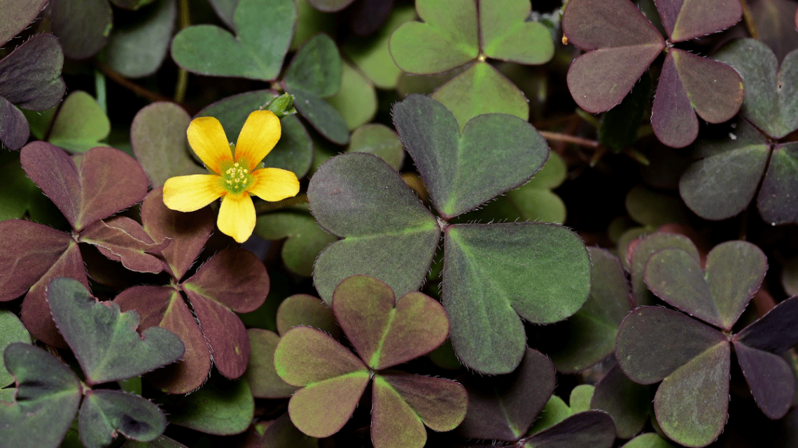 field of clover and one yellow flower
