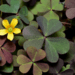 field of clover and one yellow flower