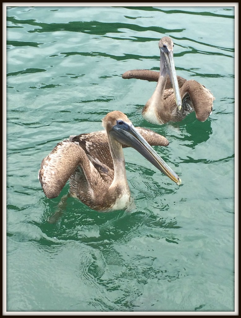 pelicans-in-Belize