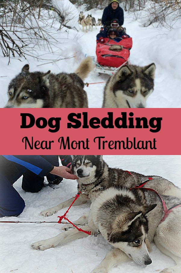 dog_sledding_near_mont_tremblant 