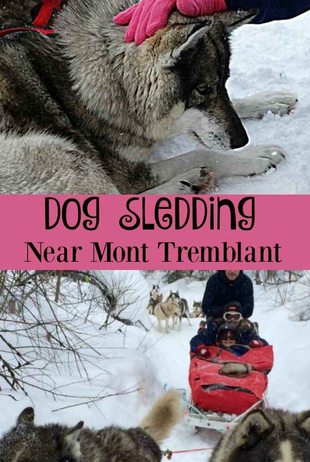 dog_sledding_near_mont_tremblant