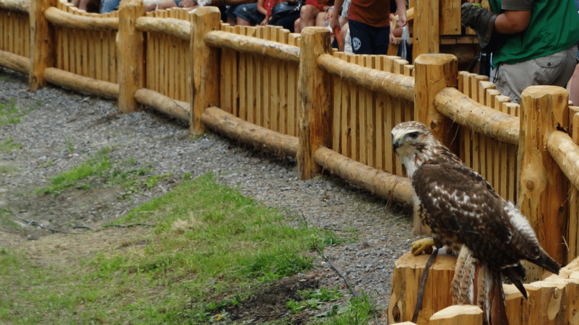 raptor in a wooden fenced arena in open air about the fly off and perform a trick. Looking straight at camera