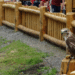 raptor in a wooden fenced arena in open air about the fly off and perform a trick. Looking straight at camera