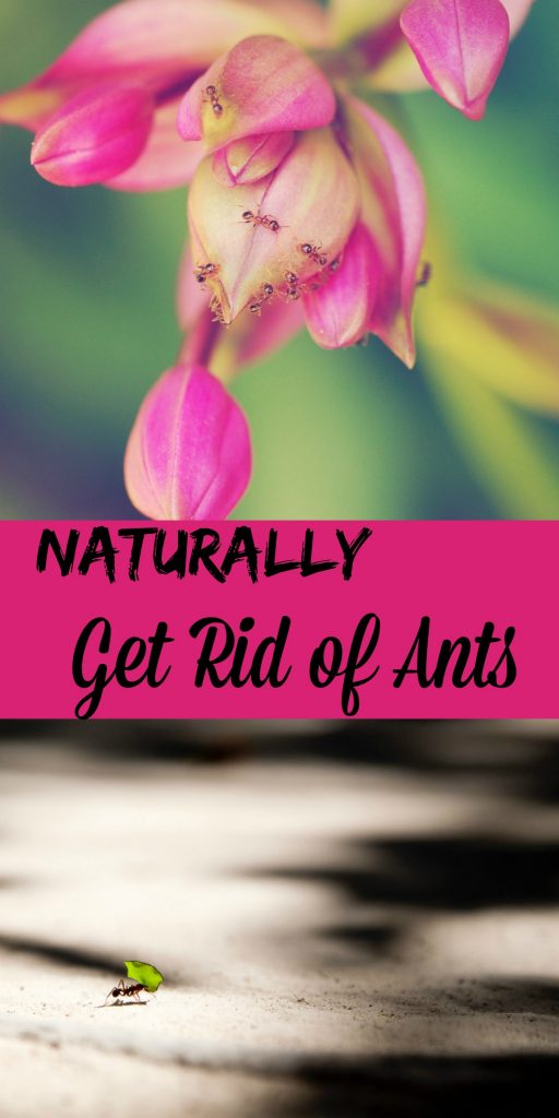 get_rid_of_ants