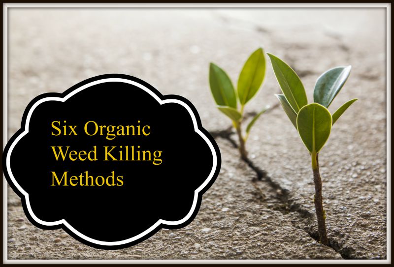 organic weed control