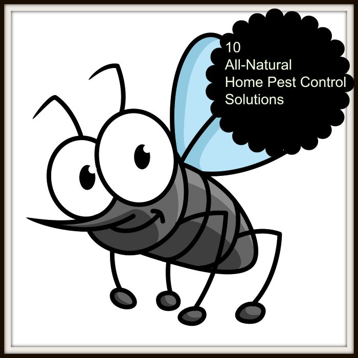 10 All-Natural Home Pest Control Solutions