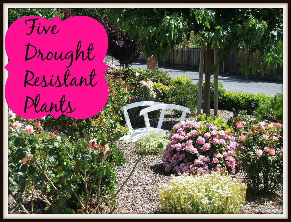 Drought Resistant Plants
