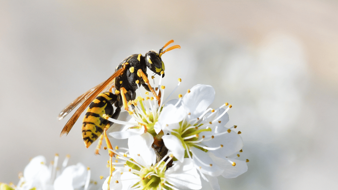 wasp on a white cherry blossom flower