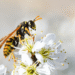 wasp on a white cherry blossom flower