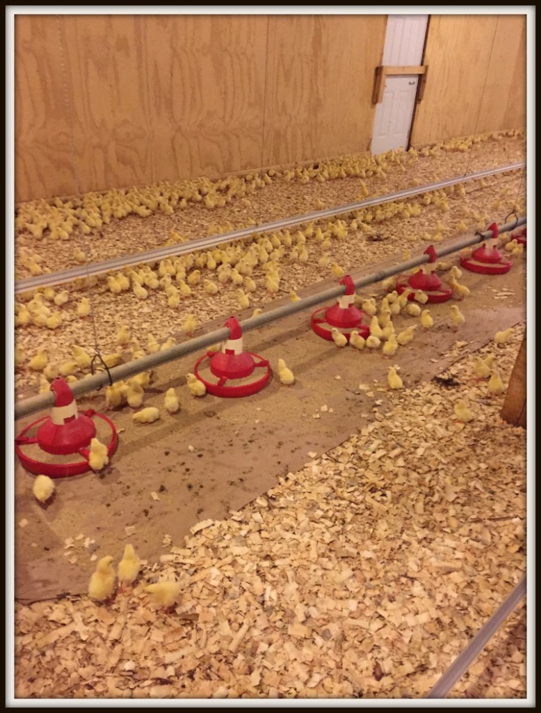 farm_chickens