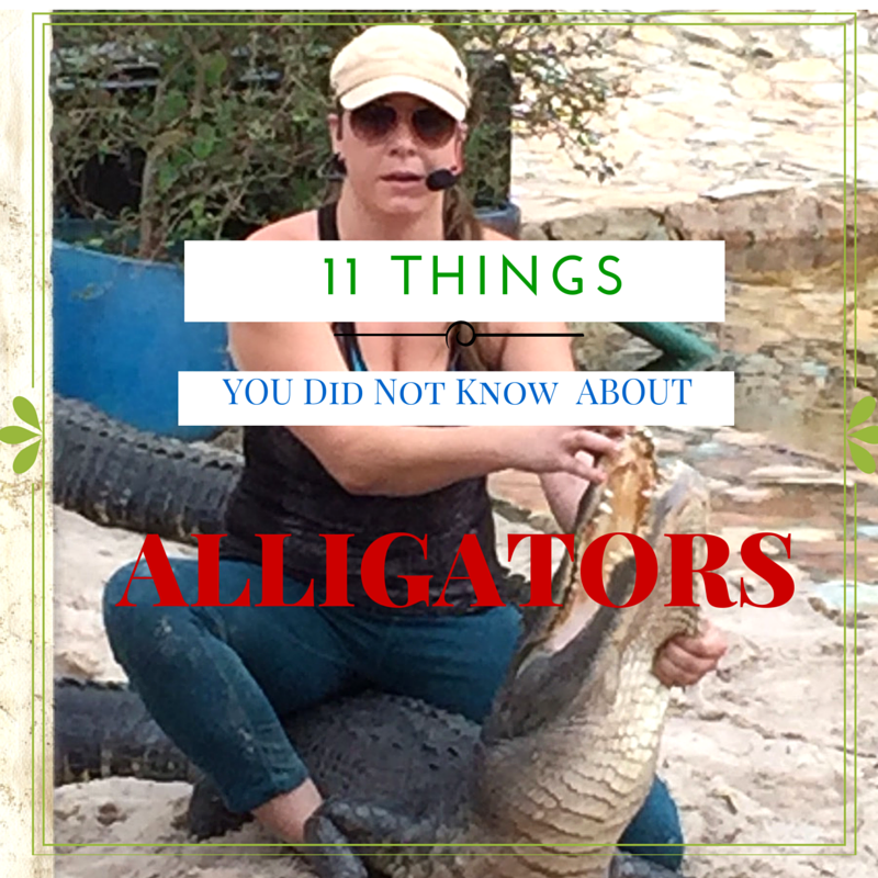 alligator-facts