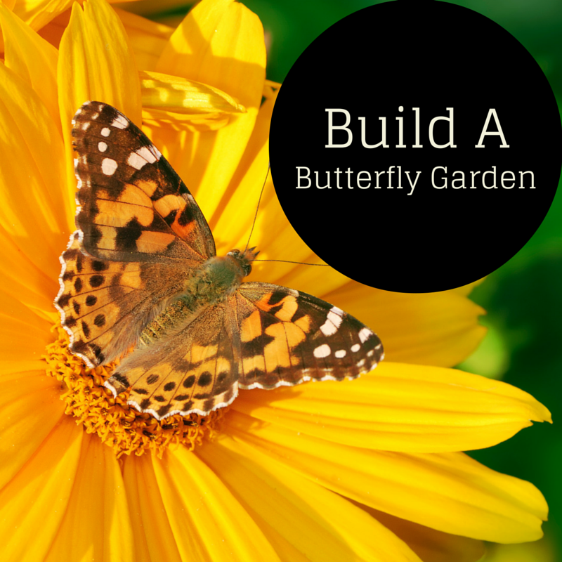 butterfly_gardens