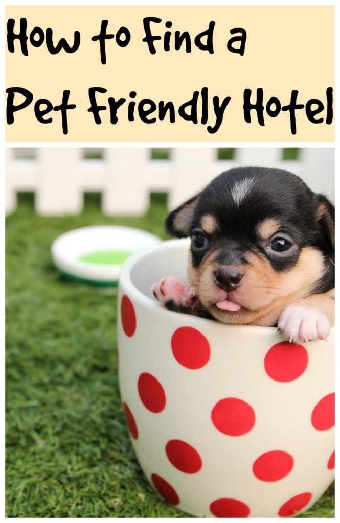 pet_friendly_hotels