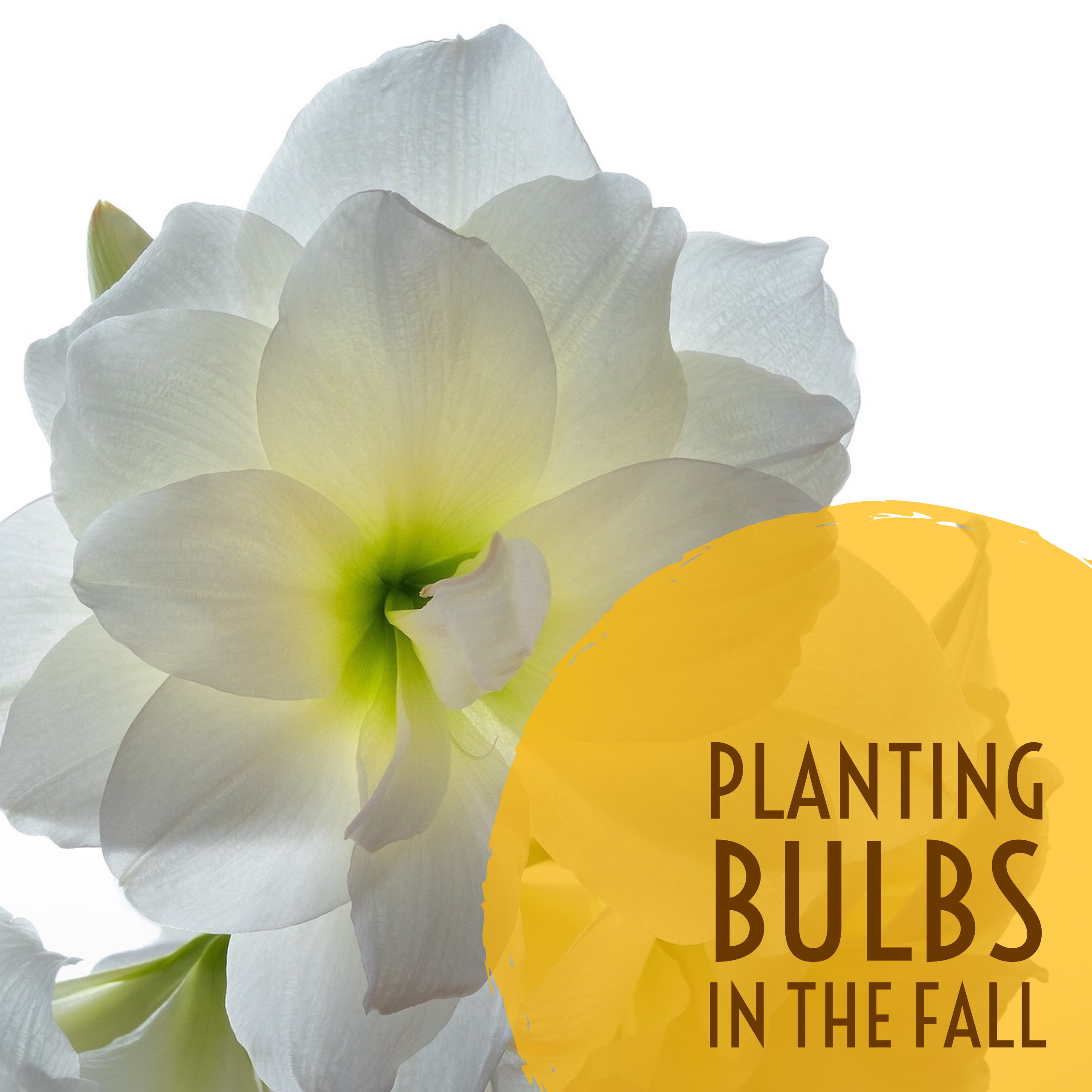 planting_bulbs