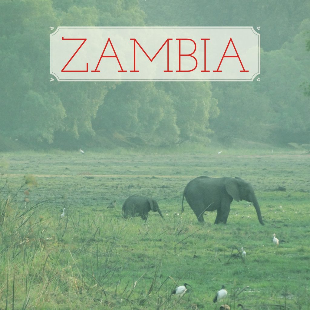 zambia_elephants_baby