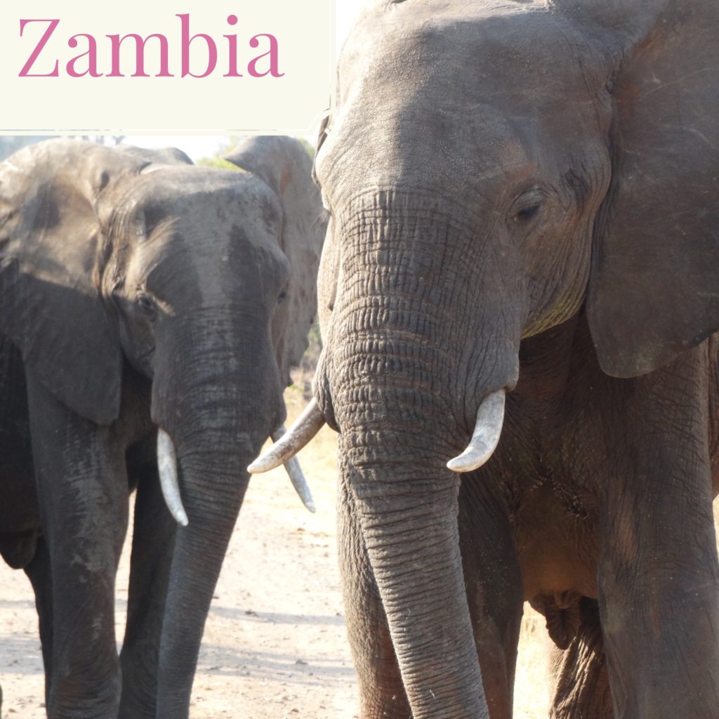 elephants_zambia_safari