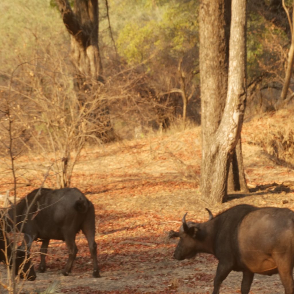 safari-bison