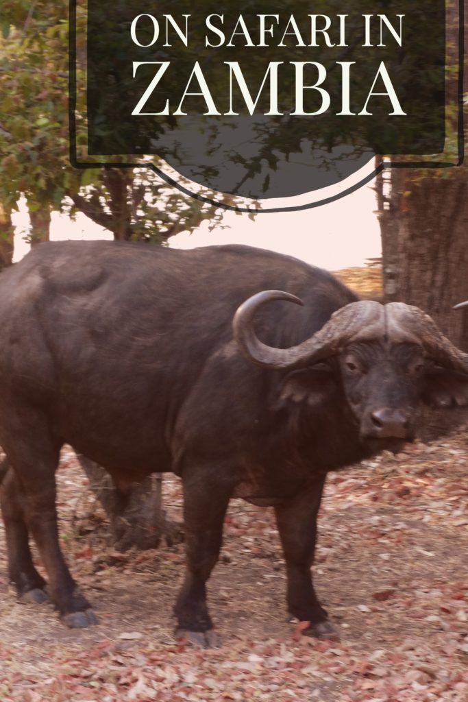 safari_bull