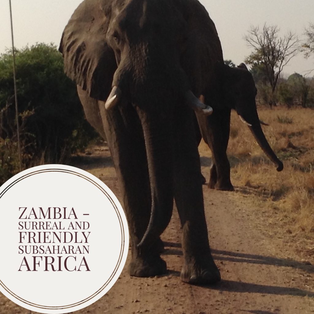 zambia_elephants