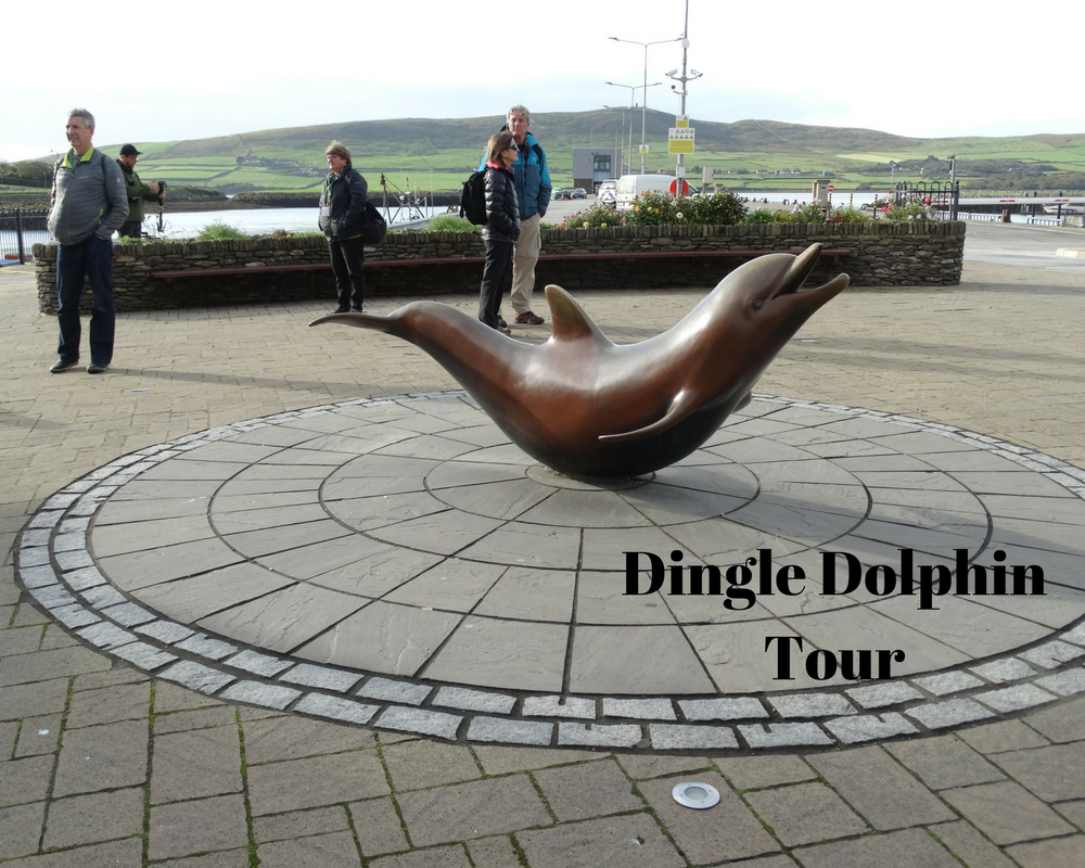 dingle_dolphin_tour