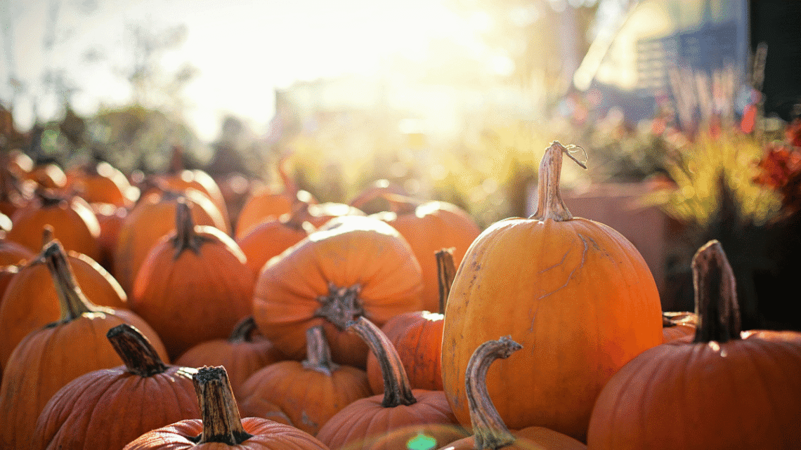 pumpkins in a pumpkin patch waiting to be purchased and sunlight streaming down on the patch