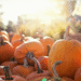 pumpkins in a pumpkin patch waiting to be purchased and sunlight streaming down on the patch