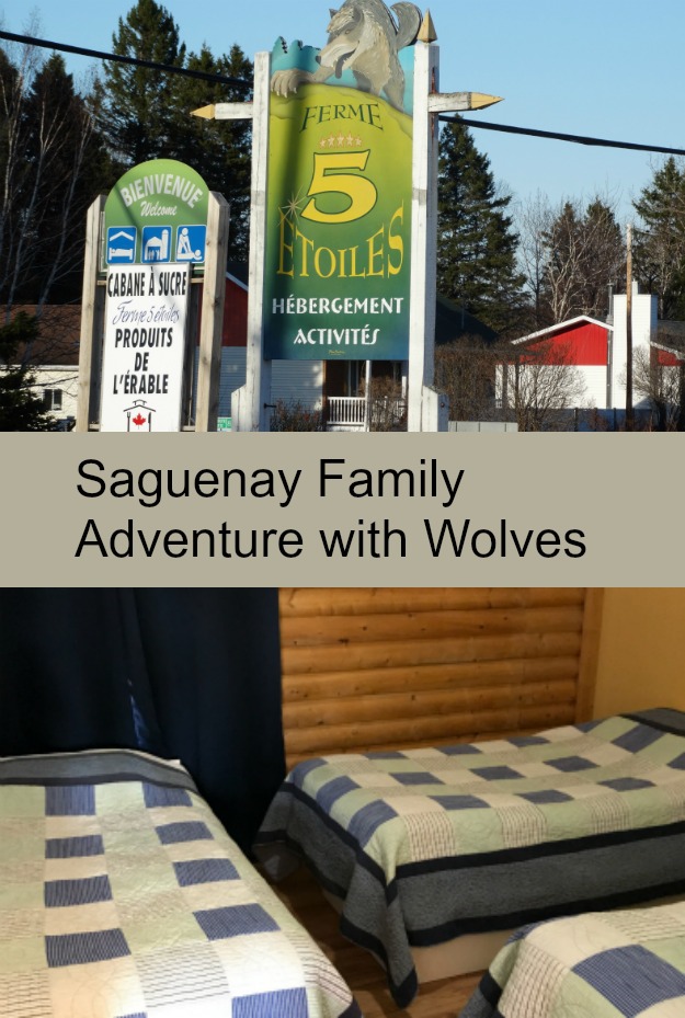 saguenay_wolf_encounter
