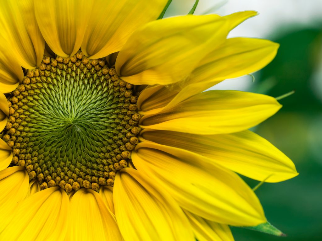 yellow_sunflower