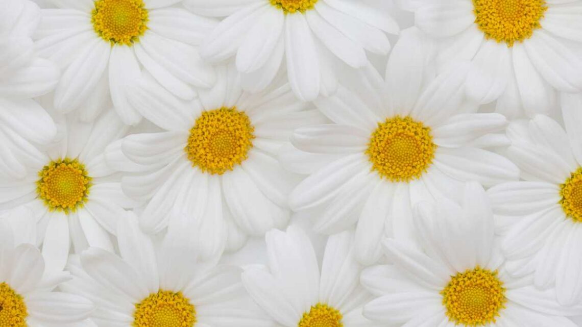 spring - daisies