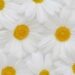 spring - daisies