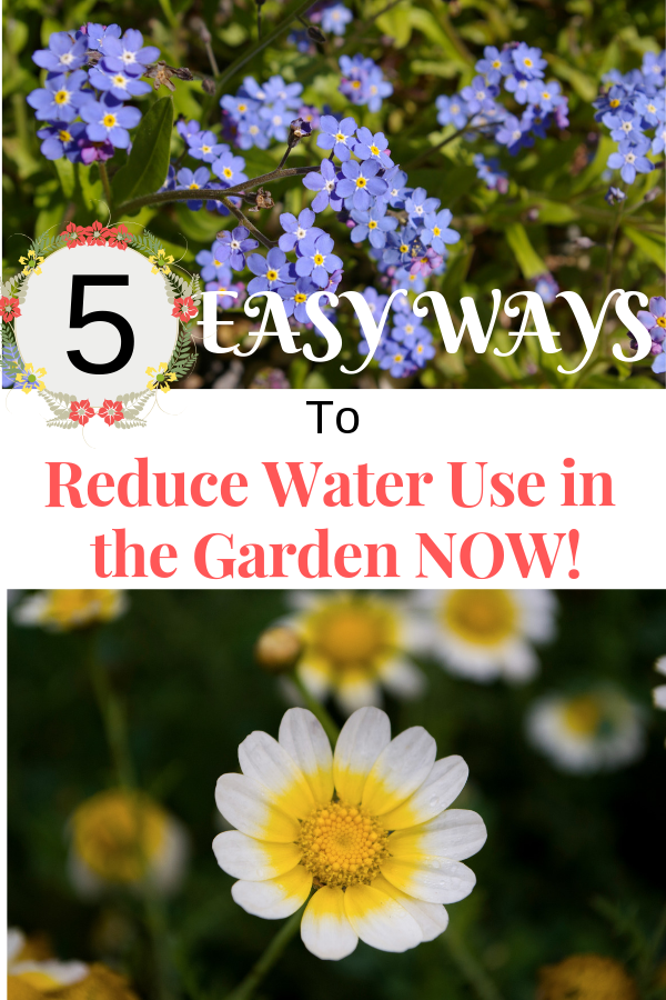 forget_me_nots_and_sunflowers_reduce_water_use_when_gardening