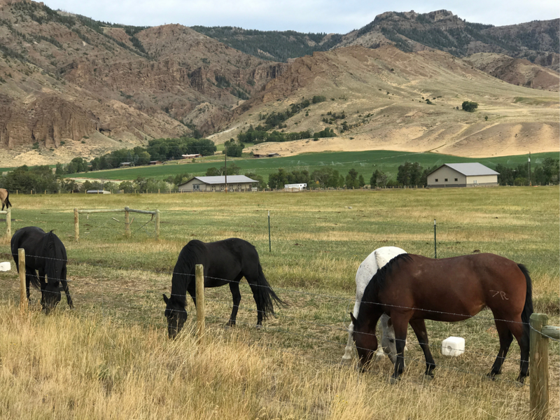 road_trip_to_Cody_wyoming_ranch_with_horses_grazing
