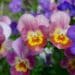 a field of violets that are bright yellow and red and a purple one off to the right and in the background of the image
