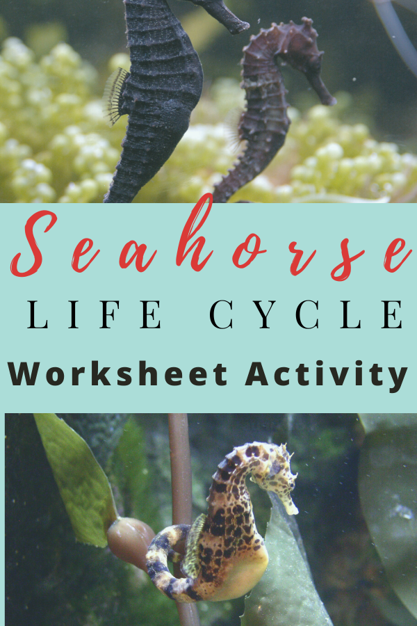 seahorse_lifecycle