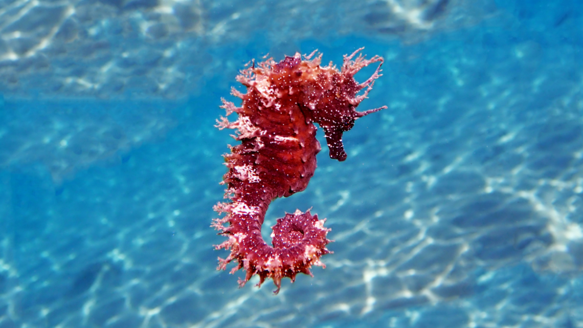 seahorse_coral_coloured_in_water