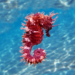seahorse_coral_coloured_in_water