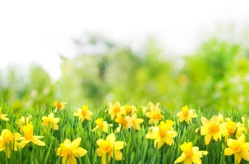 spring_brain_breaks_game_daffodiils_in_field