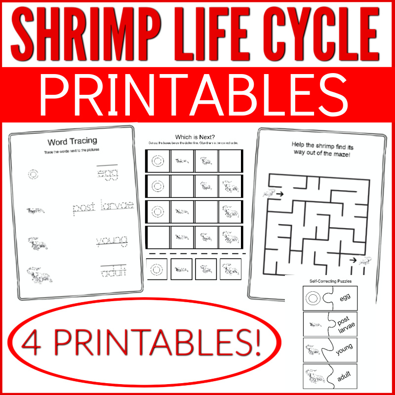 shrimp_life_cycle