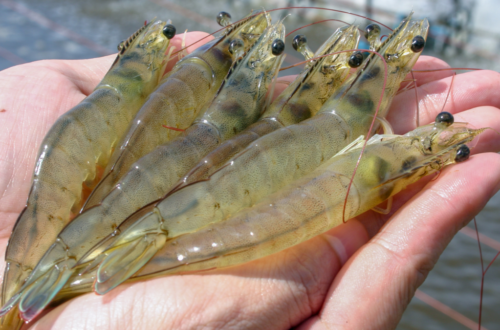 shrimp_caught_in_hand