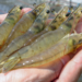 shrimp_caught_in_hand