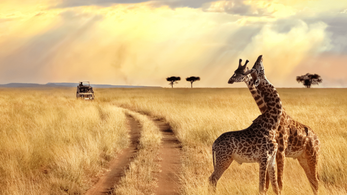 safari_scene_giraffes