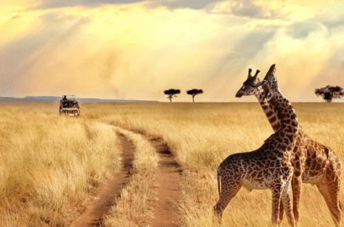 safari_scene_giraffes