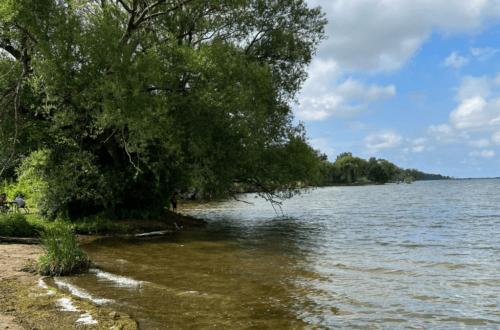 camping and trees stretching into a lake