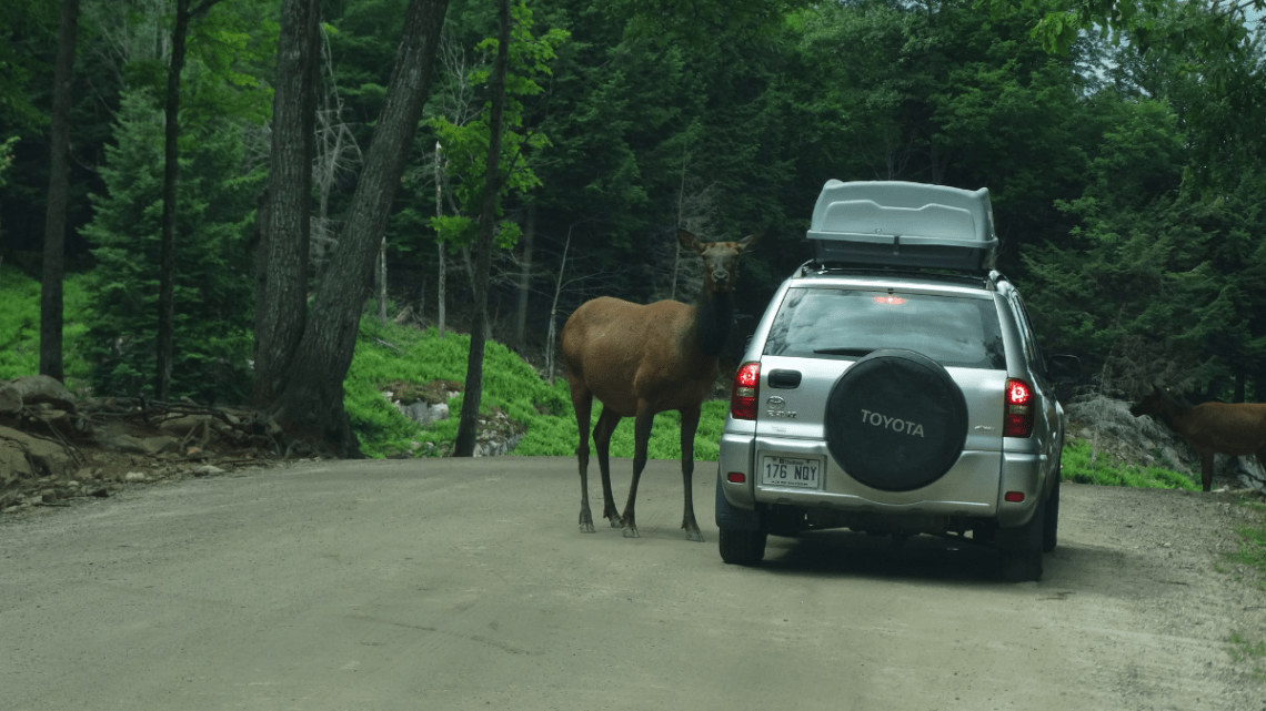 road trip and an elk coming to window of a car with a carrying case on top