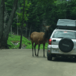 road trip and an elk coming to window of a car with a carrying case on top