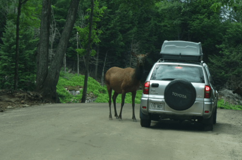 road trip and an elk coming to window of a car with a carrying case on top
